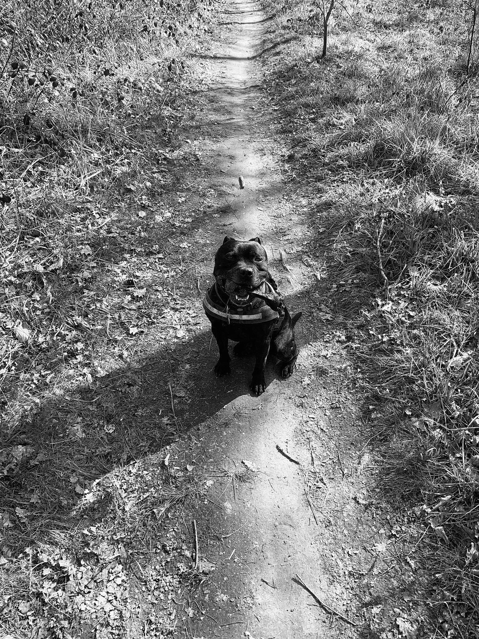 Loki participe au concours pour gagner de l'argent avec cette photo : asphalt, black_and_white, canidae, carnivore, dog_breed, grass, monochrome, monochrome_photography, motor_vehicle, people_in_nature, plant, road, road_surface, sidewalk, sitting, soil, sporting_group, tints_and_shades, tree, working_animal