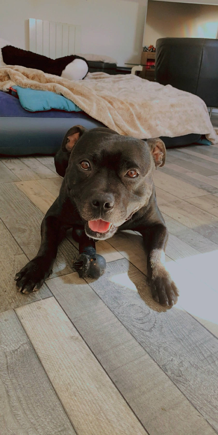 Loki a rejoint le concours — aidez-le/la à gagner de superbes lots ! borador, canidae, carnivore, comfort, companion_dog, dog, dog_breed, fawn, flooring, fur, grey, guard_dog, liver, paw, pointing_breed, snout, sporting_group, tail, whiskers, working_animal