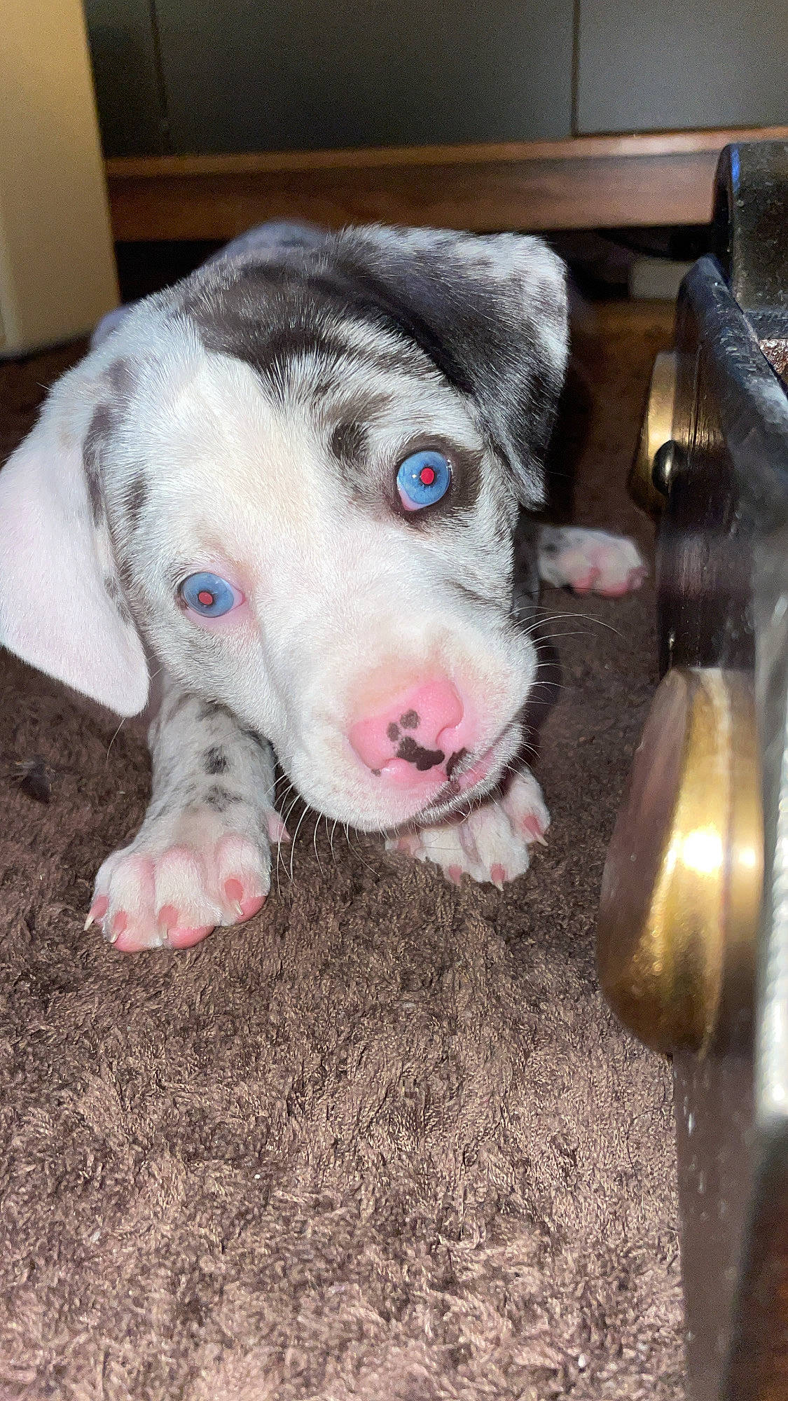 Angie a rejoint le concours — aidez-le/la à gagner de superbes lots ! carnivore, companion_dog, dog, dog_breed, flooring, fur, guard_dog, metal, non_sporting_group, snout, suidae, terrestrial_animal, whiskers, working_animal