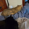 cat, cats, tabby_cat, black_cat, pets, feline, bed, blanket, bedroom, home, indoors, lounging, sleeping, relaxed, cozy, fur, animal, wooden_door, blue_bedding, pet_photography