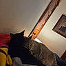 Obsidian And Jello joined the competition — help win amazing prizes! cat, cats, black_cat, tabby_cat, pet, animals, sleeping, cuddling, snuggling, blanket, bed, cozy, indoors, home, portrait, warm_lighting, wooden_door, framed_picture, relaxed, photograph