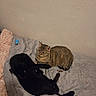 cats, cat, tabby_cat, black_cat, pet, animals, bed, bedding, blanket, bedroom, indoor, sleeping, lounging, sitting, sprawling, fur, whiskers, ears, home, relaxed