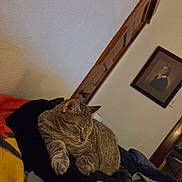 Obsidian And Jello is registered to the contest to win money with this photo: cat, tabby_cat, sleeping, sleepy, pet, animal, feline, indoor, cozy, cushion, blanket, black_fabric, home, living_room, portrait, framed_picture, warm_lighting, relaxed, lounging, close_up