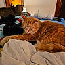 Punk is registered to the contest to win money with this photo: cats, orange_cat, black_cat, tabby_cat, sleeping, relaxed, cozy, bed, blanket, pillow, bedroom, indoors, pets, feline, fur, whiskers, ears, tail, warm_lighting, home