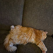 Punk joined the competition — help win amazing prizes! animal, cat, couch, cozy, cute, domestic_animal, fluffy, fur, furniture, home, indoor, mammal, orange_cat, paw, pet, relaxed, resting, sleep, sleeping, tabby