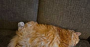 Punk joined the competition — help win amazing prizes! animal, cat, couch, cozy, cute, domestic_animal, fluffy, fur, furniture, home, indoor, mammal, orange_cat, paw, pet, relaxed, resting, sleep, sleeping, tabby