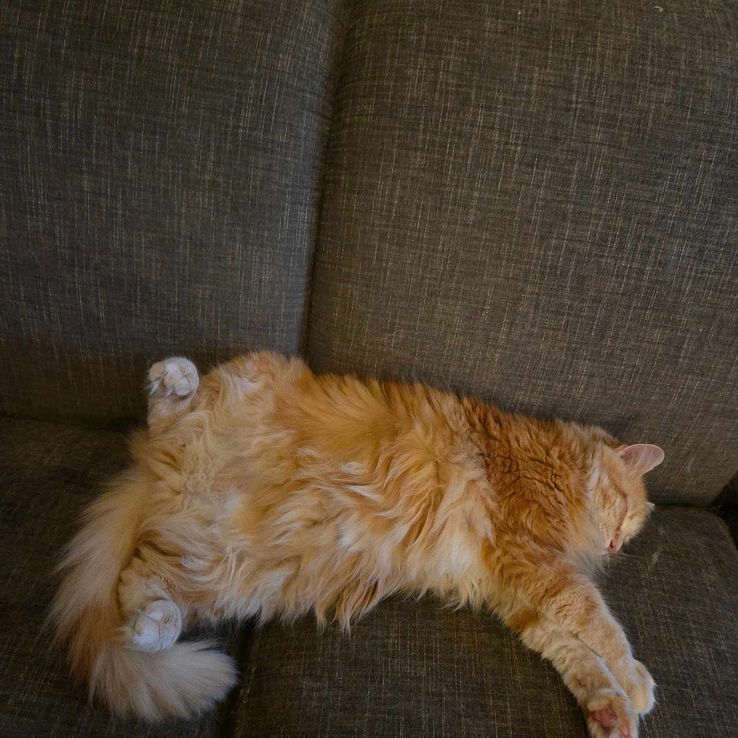Punk joined the competition — help win amazing prizes! animal, cat, couch, cozy, cute, domestic_animal, fluffy, fur, furniture, home, indoor, mammal, orange_cat, paw, pet, relaxed, resting, sleep, sleeping, tabby