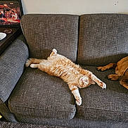 Punk joined the competition — help win amazing prizes! cat, cats, orange_cat, fluffy, sleeping, lying_down, relaxed, sprawled, pet, animal, couch, sofa, living_room, indoor, home, furniture, carpet, brown, cream, cozy