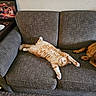cat, cats, orange_cat, fluffy, sleeping, lying_down, relaxed, sprawled, pet, animal, couch, sofa, living_room, indoor, home, furniture, carpet, brown, cream, cozy