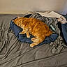Punk is registered to the contest to win money with this photo: cat, orange_cat, sleeping, furry, pet, animal, bed, blanket, bedding, bedroom, indoors, relaxed, cozy, resting, fluffy_tail, paws, closed_eyes, laundry, home, photography