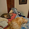 cat, cats, tabby_cat, orange_cat, fluffy, long_hair, sleeping, relaxed, belly_up, bed, bedroom, blanket, bedding, laundry, clothes, pillow, wooden_door, framed_portrait, indoor, pet