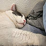 animal, bed, blanket, cat, close_up, clothing, cozy, ear, gray_fur, indoors, nap, paw, pet, pink_nose, relaxed, resting, sleeping, soft_texture, whiskers, white_fur