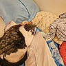 cat, black_and_white_cat, fluffy, sleeping, curled_up, pet, animal, bed, bedroom, pillows, blankets, laundry, bedding, cozy, indoors, resting, fur, whiskers, relaxed, nap