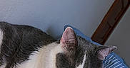 Encalida is registered to the contest to win money with this photo: animal, bed, cat, closeup, cozy, cushion, domestic, ears, feline, fur, home, indoor, peaceful, pet, pink_nose, relaxed, resting, sleeping, striped, whiskers