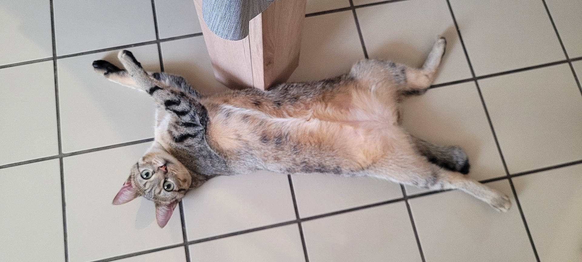 Gollum a rejoint le concours — aidez-le/la à gagner de superbes lots ! abyssinian, accessories, animal, architecture, building, canine, cat, dog, egyptiancat, husky, indoors, interiordesign, kitten, manx, person, pet, sleeping, strap, tile, wood
