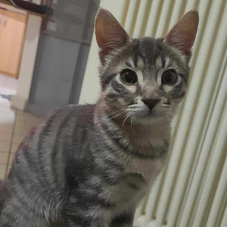 Xena participe au concours pour gagner de l'argent avec cette photo : abyssinian, animal, appliance, architecture, building, cat, device, door, egyptiancat, electricaldevice, furniture, indoors, kitten, livingroom, manx, pet, radiator, room, window, windowsill