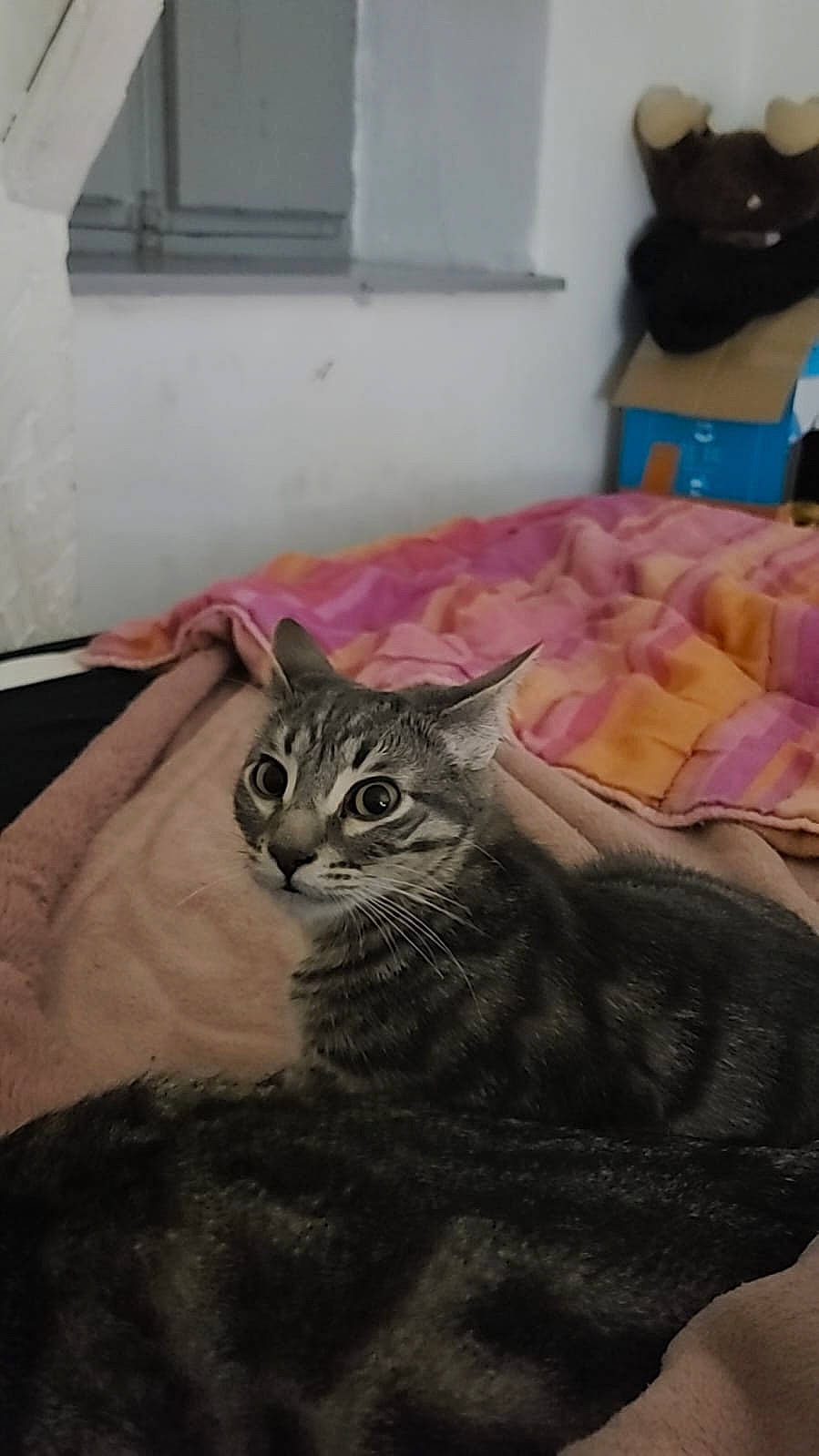 Xena a rejoint le concours — aidez-le/la à gagner de superbes lots ! animal, bed, bedroom, bedsheet, blanket, cat, cushion, egyptiancat, furniture, homedecor, indoors, kitten, manx, pet, quilt, room