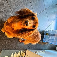 Brooke is registered to the contest to win money with this photo: bottle, canidae, carnivore, companion_dog, corgi_chihuahua, dog, dog_breed, drinking_water, fawn, fur, liver, paw, pomeranian, snout, sporting_group, terrestrial_animal, toy_dog, water_bottle, whiskers, wood