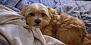 King joined the competition — help win amazing prizes! dog, bed, blanket, indoor, cozy, fur, canine, resting, cute, pet, sleepy, domestic, furniture, room, television, dresser, soft, curled_up, lying_down, relaxed
