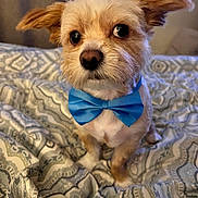 King is registered to the contest to win money with this photo: dog, small_dog, bow_tie, bedspread, patterned, pet, animal, cute, fur, ears, expressive_eyes, indoor, portrait, sitting, adorable, companion, domestic, furry, looking, closeup