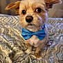 dog, small_dog, bow_tie, bedspread, patterned, pet, animal, cute, fur, ears, expressive_eyes, indoor, portrait, sitting, adorable, companion, domestic, furry, looking, closeup