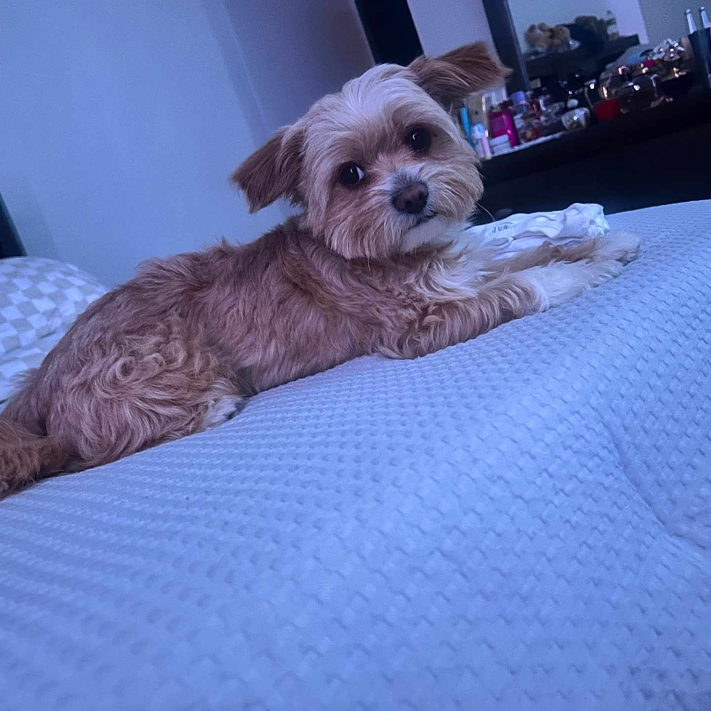 King joined the competition — help win amazing prizes! animal, bed, bedroom, blanket, brown, canine, comfort, cozy, curious, dog, domestic, fur, furniture, indoor, pet, pillow, relaxed, sideways_glance, texture, white