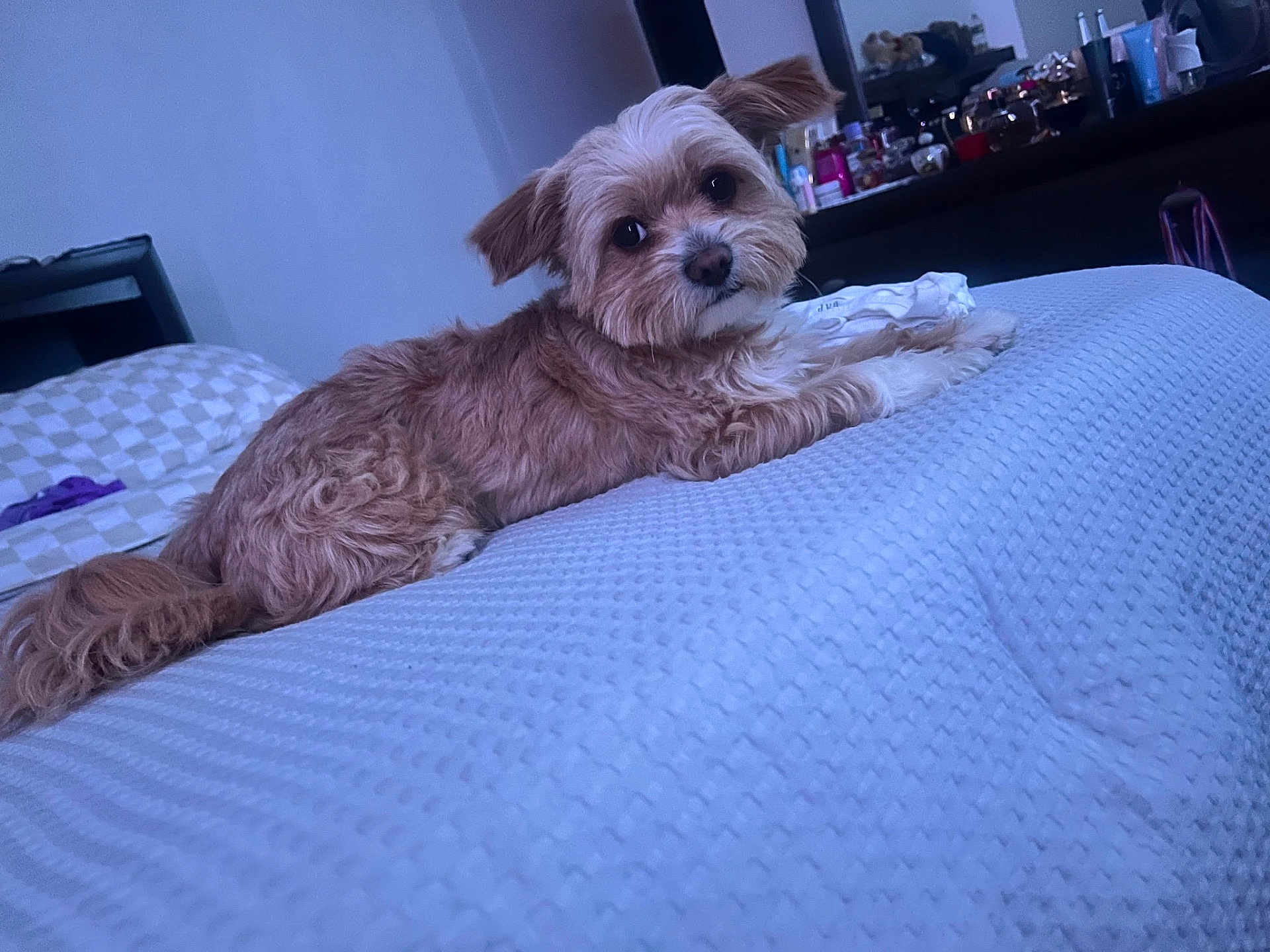 King joined the competition — help win amazing prizes! dog, bed, fur, pet, animal, indoor, cozy, relaxed, curious, texture, brown, white, sideways_glance, comfort, bedroom, pillow, blanket, furniture, canine, domestic