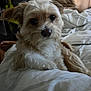 King is registered to the contest to win money with this photo: dog, pet, bed, indoor, fluffy, white_bed, curious, small_dog, resting, fur, ears, cute, animal, cozy, portrait, domestic, companion, canine, relaxed, home
