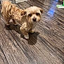 dog, small_dog, indoor, wooden_floor, brown_dog, blurry, pet, animal, floor, fur, tail, ears, canine, house, home, domestic_animal, walking, cute, companion, blur