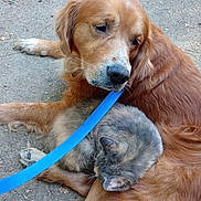 Bowser joined the competition — help win amazing prizes! animal, cat, companion, cozy, cute, dog, domestic_animal, friendly, fur, golden_retriever, gray_cat, ground, leash, lying_down, mammal, nature, outdoor, peaceful, pet, resting