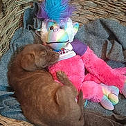Karli Faye joined the competition — help win amazing prizes! animal, basket, blanket, blue_hair, colorful, cozy, cute, dog, gray, indoor, monkey, pet, pink, puppy, purple, resting, sleeping, soft, stuffed_toy, woven