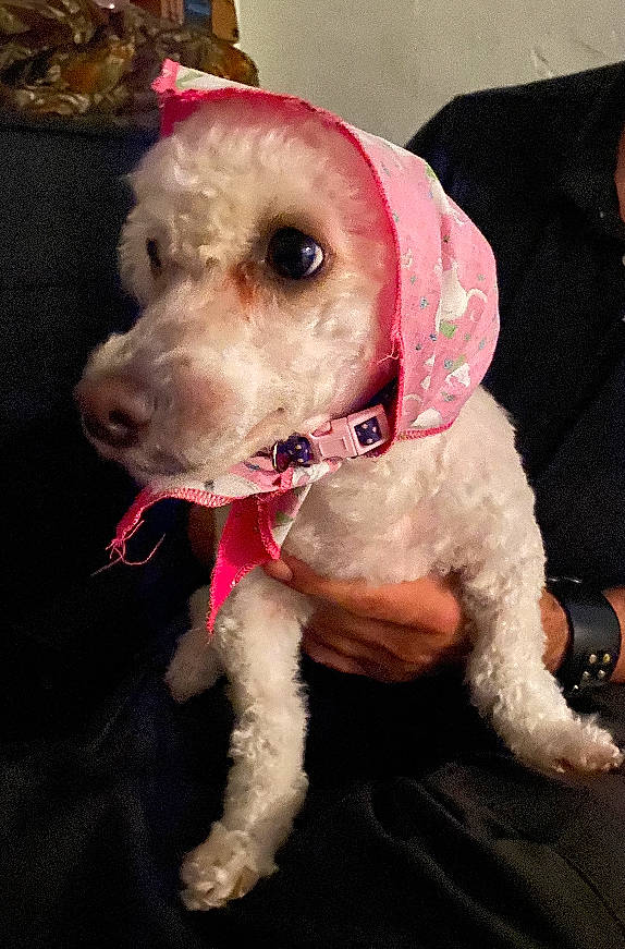 Sasha is registered to the contest to win money with this photo: canidae, carnivore, cocker_spaniel, collar, companion_dog, dog, dog_breed, dog_clothes, dog_collar, dog_supply, fashion_accessory, fawn, fur, leash, pet_supply, snout, sporting_group, toy_dog, watch, working_animal