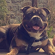 Hickstead a rejoint le concours — aidez-le/la à gagner de superbes lots ! animal, architecture, boxer, building, bulldog, canine, dog, face, head, indoors, outdoors, person, pet, photography, pitbull, portrait, puppy, rock, shelter, wall