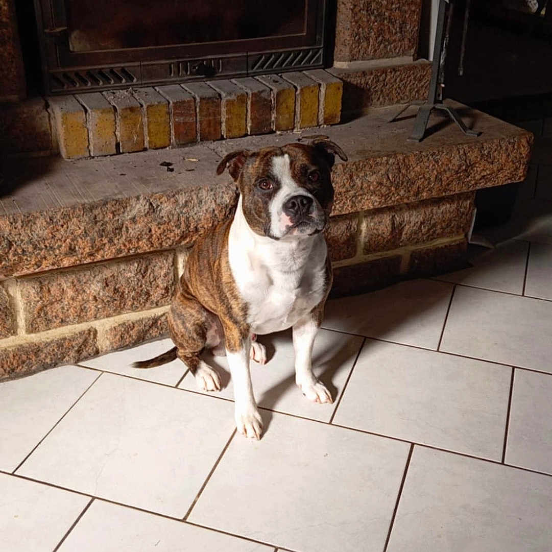Ziitoune participe au concours pour gagner de l'argent avec cette photo : animal, architecture, bostonbull, boxer, building, bulldog, canine, dog, fireplace, frenchbulldog, furniture, indoors, interiordesign, livingroom, path, pet, pitbull, puppy, tile, walkway