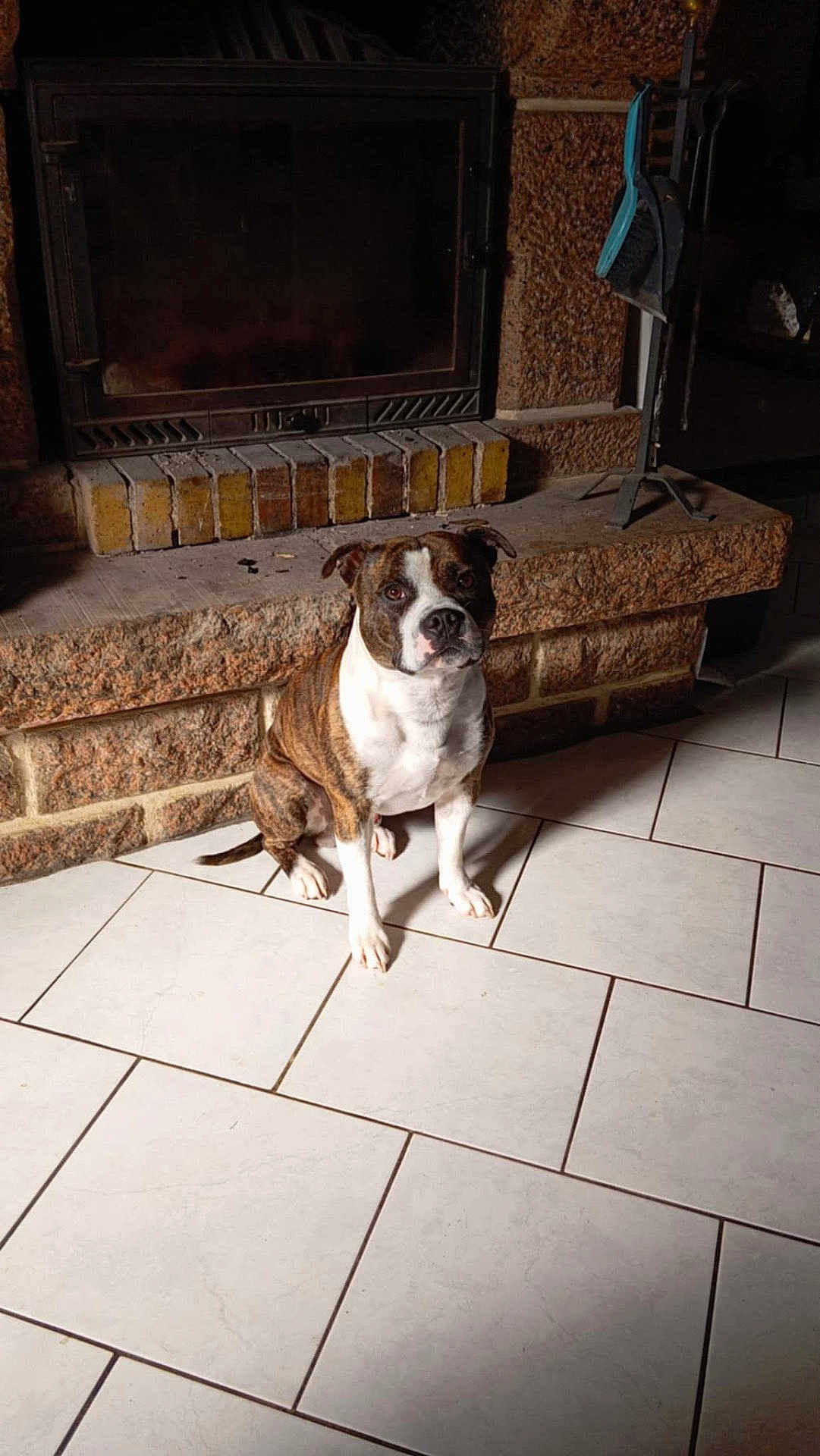 Ziitoune participe au concours pour gagner de l'argent avec cette photo : animal, architecture, bostonbull, boxer, building, bulldog, canine, dog, fireplace, frenchbulldog, furniture, indoors, interiordesign, livingroom, path, pet, pitbull, puppy, tile, walkway
