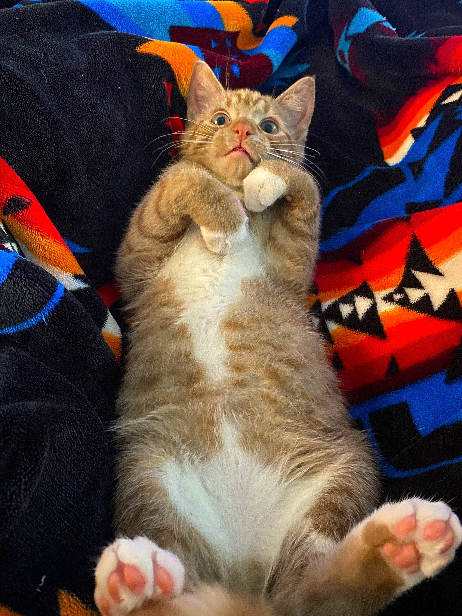 Jethro is registered to the contest to win money with this photo: art, carnivore, cat, cat_supply, claw, comfort, domestic_short_haired_cat, fawn, felidae, fur, gesture, lap, linens, nap, paw, photo_caption, small_to_medium_sized_cats, snout, tail, whiskers
