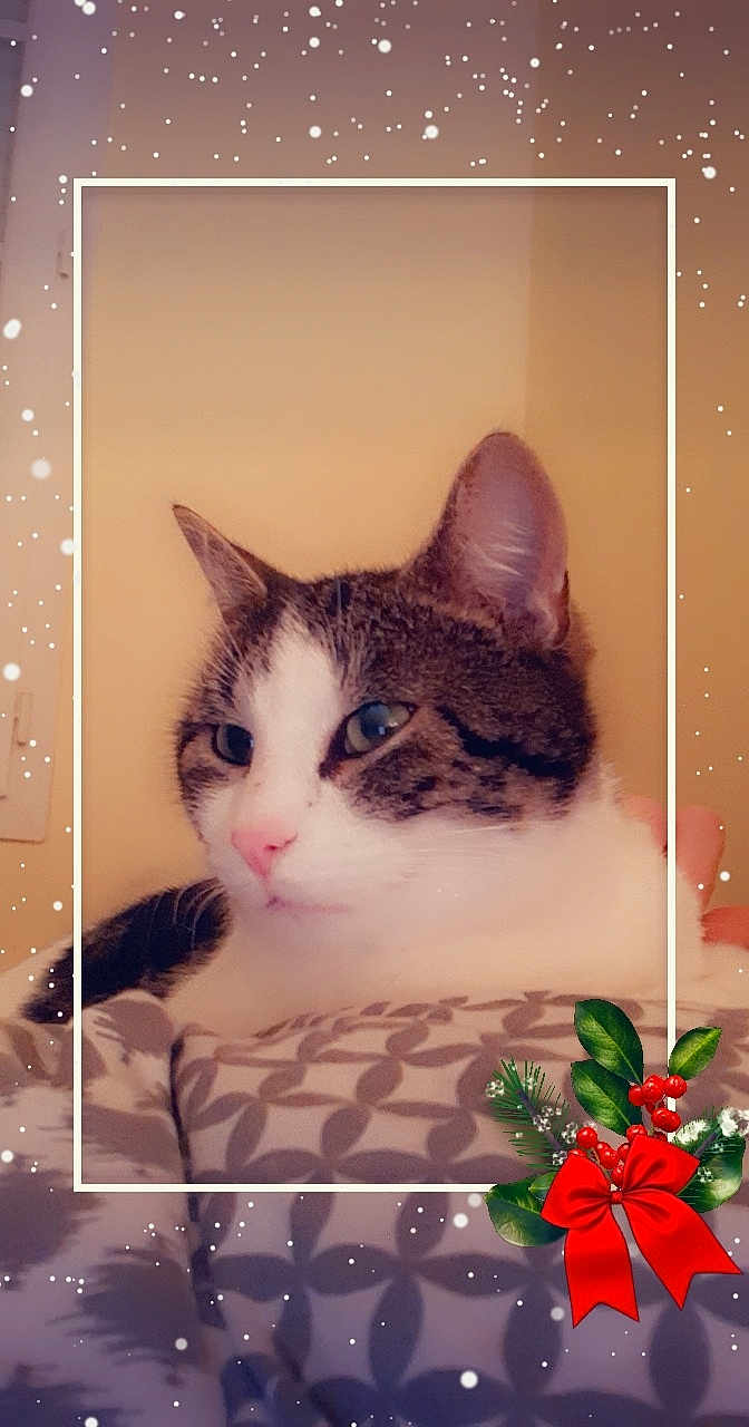 Didi