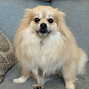 Louis Baguette is registered to the contest to win money with this photo: dog, fluffy, cream_colored, sitting, couch, pet, indoor, portrait, fur, canine, domestic_animal, cute, animal, paw, face, looking_at_camera, companion, furniture, relaxed, household