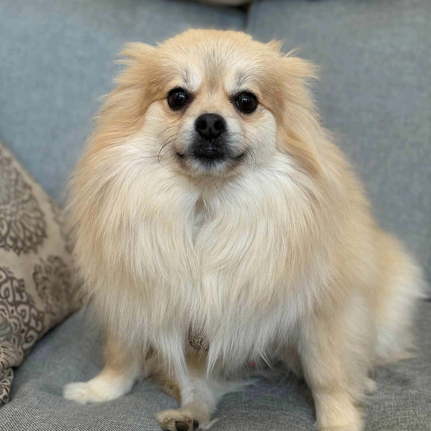 Louis Baguette is registered to the contest to win money with this photo: animal, canine, companion, couch, cream_colored, cute, dog, domestic_animal, face, fluffy, fur, furniture, household, indoor, looking_at_camera, paw, pet, portrait, relaxed, sitting