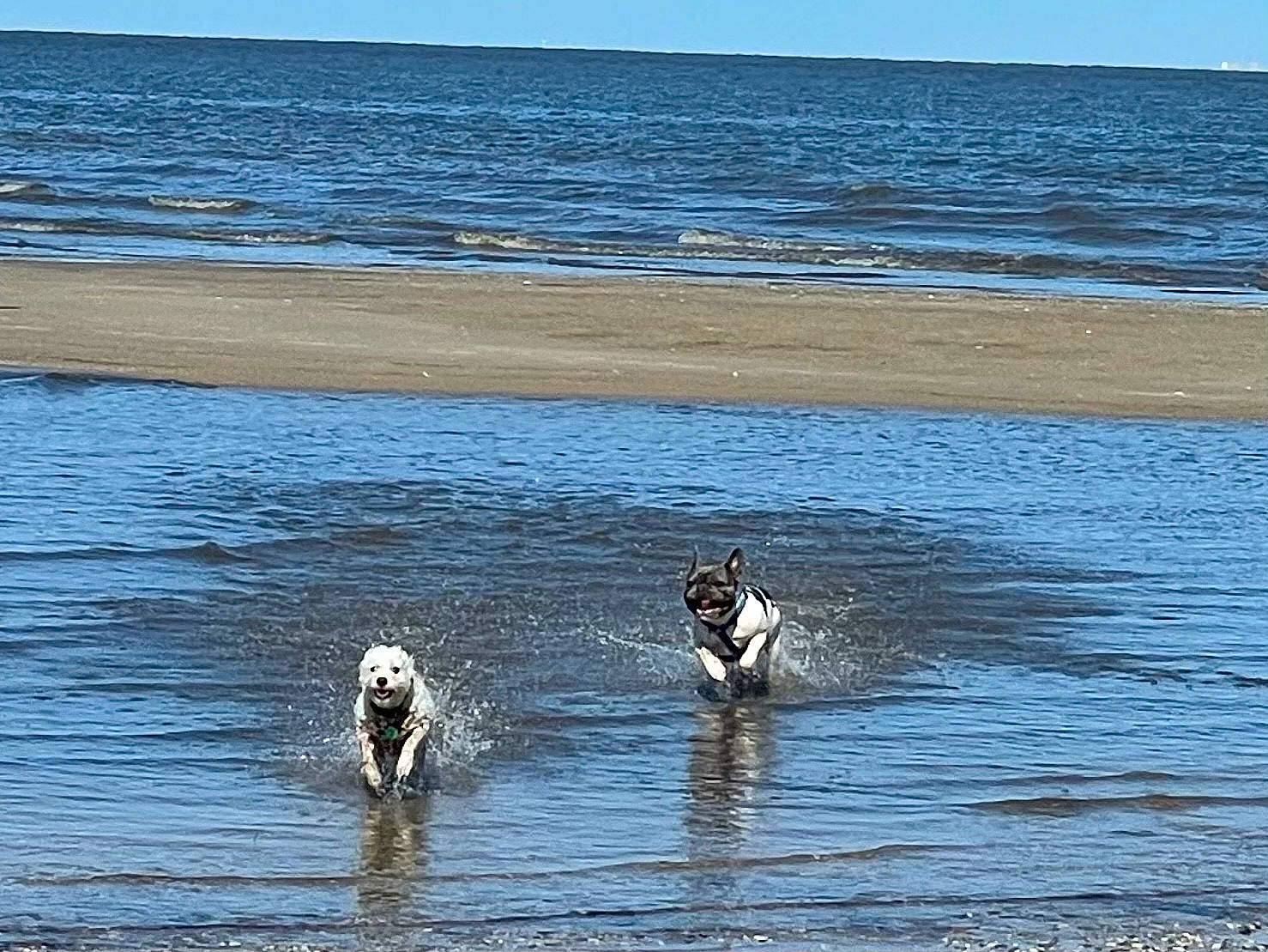 Champ is registered to the contest to win money with this photo: beach, carnivore, dog, dog_breed, horizon, lake, mammal, ocean, recreation, reflection, seabird, sky, sporting_group, vertebrate, water, wave, wetland, wildlife, wind_wave, working_animal