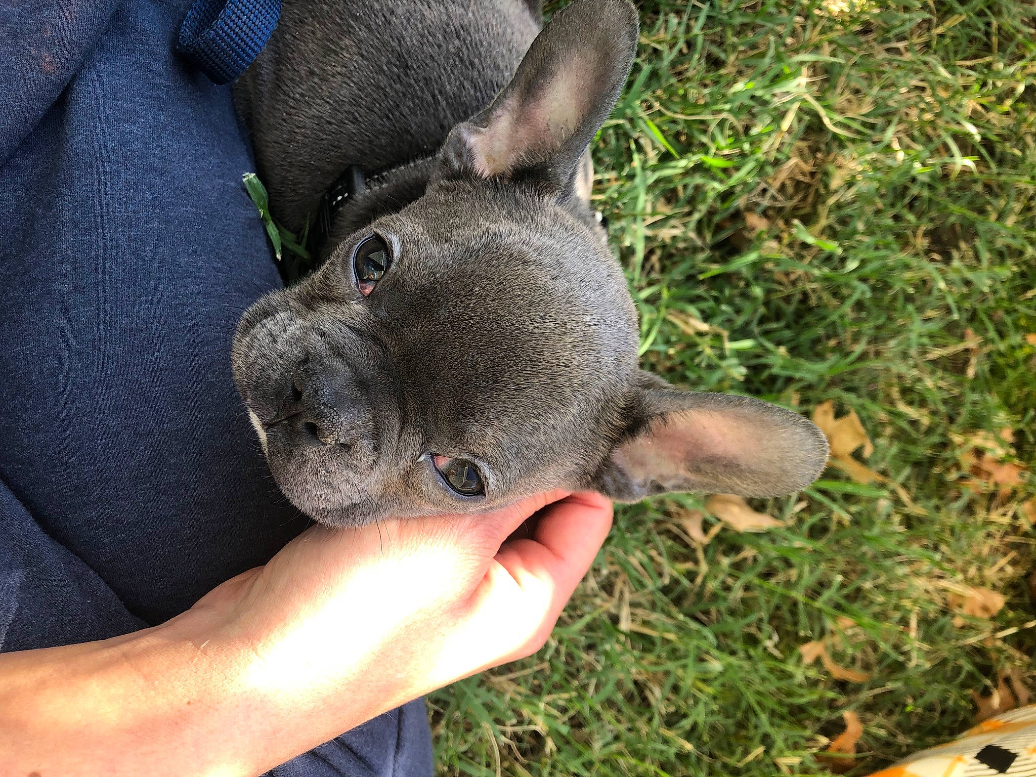 Biscuit joined the competition — help win amazing prizes! canidae, dog_breed, fawn, fur, grass, groundcover, marsupial, paw, plant, snout, sporting_group, terrestrial_animal, whiskers, working_animal