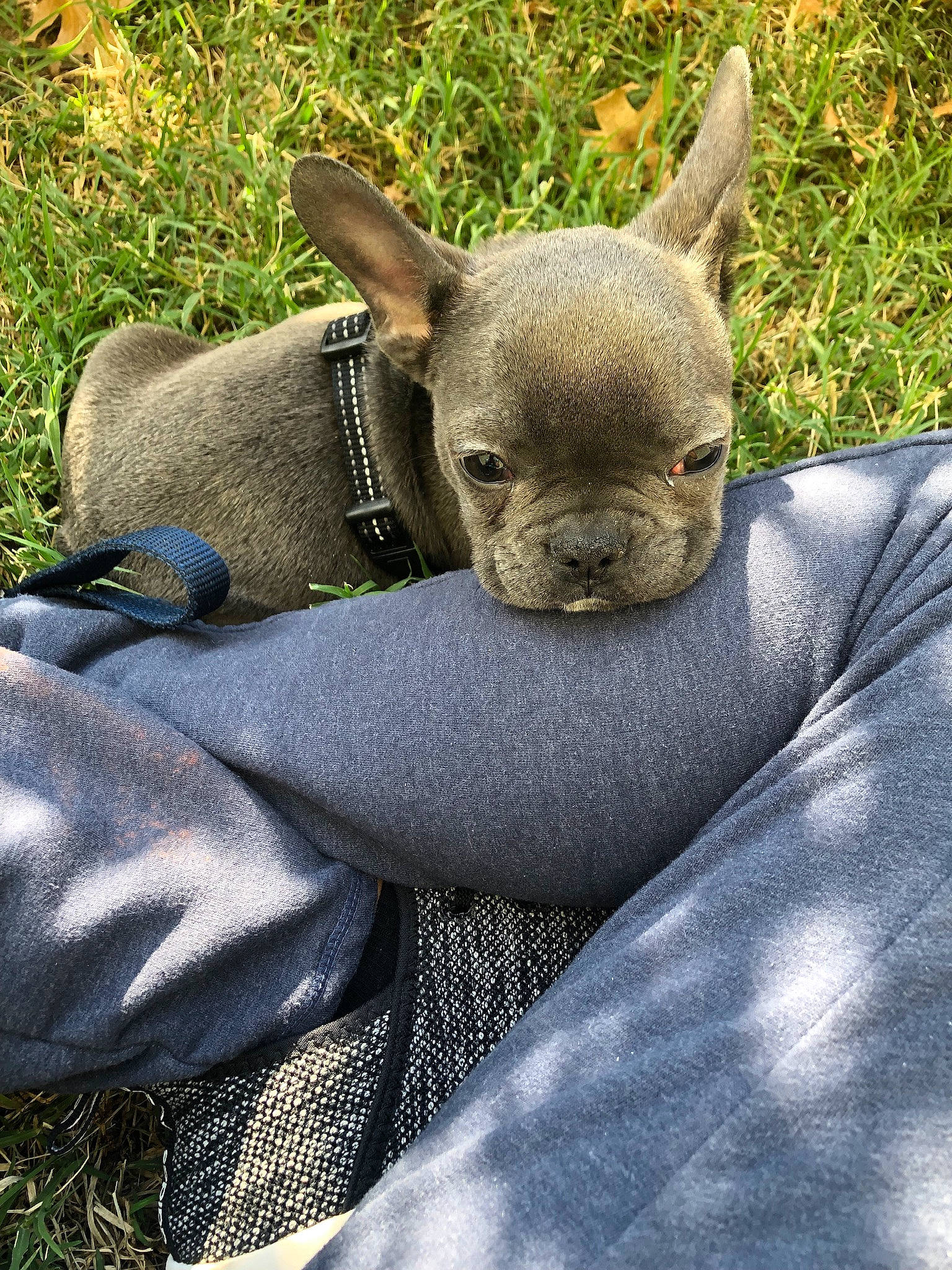 Biscuit joined the competition — help win amazing prizes! canidae, carnivore, comfort, companion_dog, dog, dog_breed, fawn, fur, grass, head, human_body, marsupial, mexican_hairless_dog, non_sporting_group, plant, snout, sporting_group, terrestrial_animal, wildlife, working_animal
