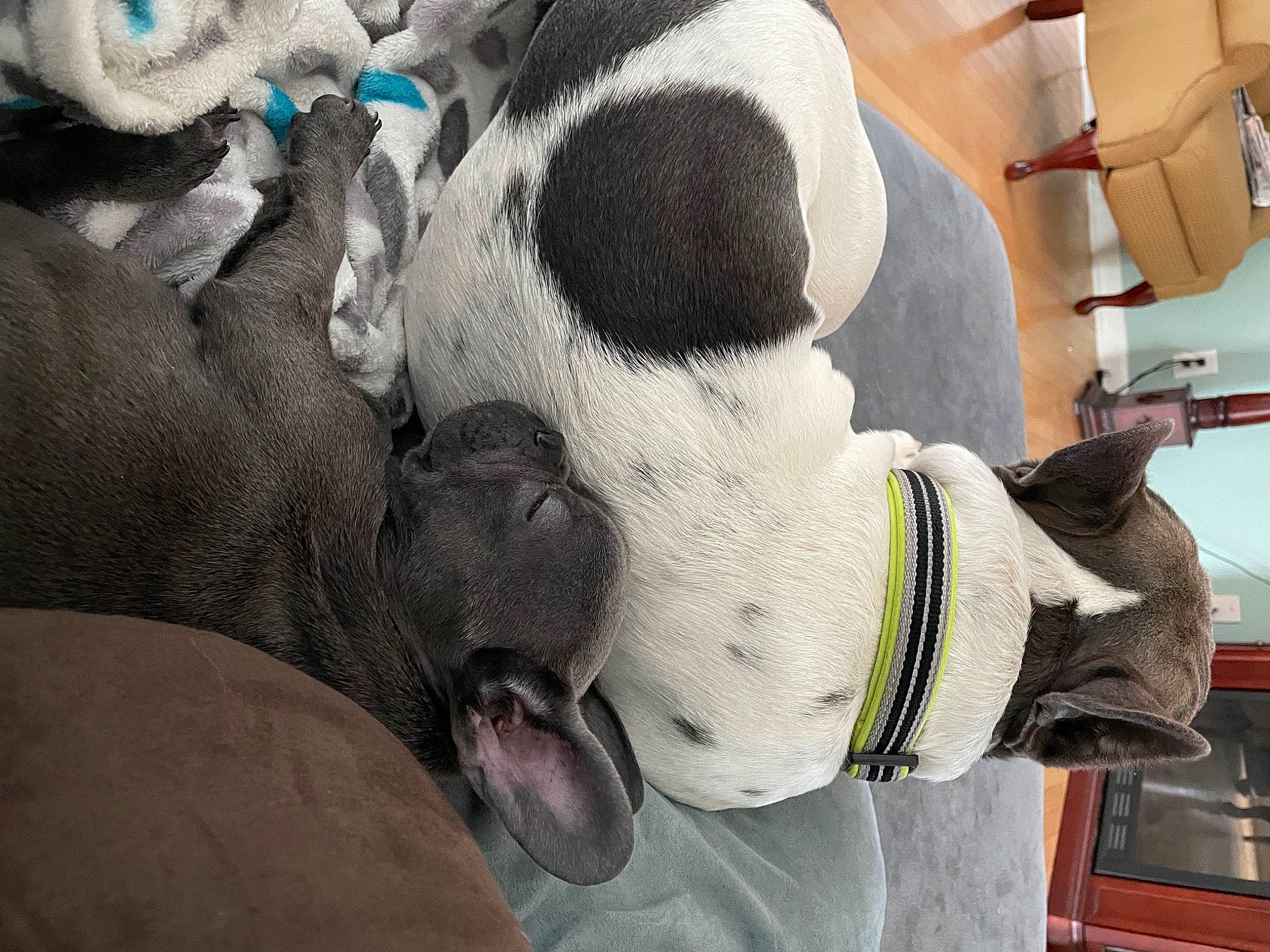 Biscuit is registered to the contest to win money with this photo: canidae, carmine, carnivore, companion_dog, dog, dog_breed, eyewear, fawn, fur, goggles, non_sporting_group, personal_protective_equipment, plush, snout, sporting_group, stuffed_toy, terrestrial_animal, toy, white, working_animal