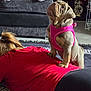 Mable joined the competition — help win amazing prizes! animal, black_pants, carpet, casual, couch, dog, fun, home, indoor, lying_down, person, pet, pink_harness, playing, puppy, red_shirt, resting, rug, trophies, white_socks