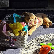 Mable is registered to the contest to win money with this photo: animal, bandana, basket, brown_dog, canine, carpet, chewing, cute, decor, dog, floor, home, indoor, pet, playful, plush_toy, puppy, relaxed, sunlight, toy