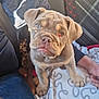 Mable is registered to the contest to win money with this photo: animal, blanket, brown_fur, car_interior, companion, cuddly, cute, dog, heterochromia, indoors, jacket, jeans, looking_up, person, pet, puppy, seatbelt, sitting, toy, wrinkled_face