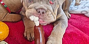 Mable is registered to the contest to win money with this photo: animal, blanket, brown_dog, canine, car_seat, chewing, cute, dog, floppy_ears, indoor, pet, plaid, playful, puppy, red_blanket, rope_toy, seatbelt, toy, wrinkled_face, young_dog