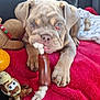animal, blanket, brown_dog, canine, car_seat, chewing, cute, dog, floppy_ears, indoor, pet, plaid, playful, puppy, red_blanket, rope_toy, seatbelt, toy, wrinkled_face, young_dog