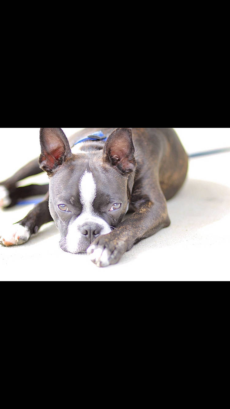 Gus joined the competition — help win amazing prizes! american_bulldog, american_pit_bull_terrier, australian_bulldog, boston_terrier, boxer, canidae, carnivore, companion_dog, dog, dog_breed, french_bulldog, mammal, non_sporting_group, old_english_bulldog, olde_english_bulldogge, pit_bull, puppy, snout, sporting_group, toy_bulldog