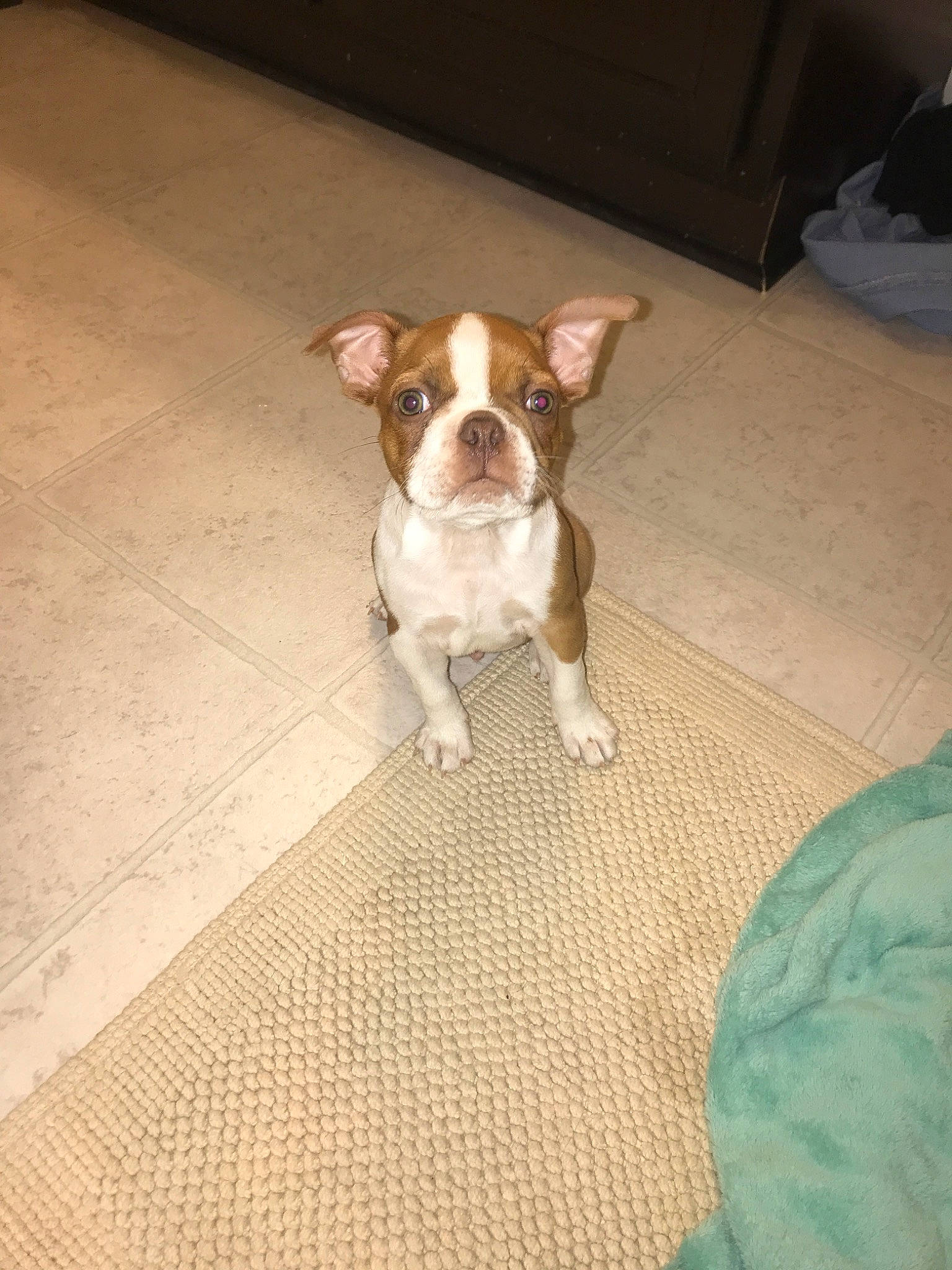 Gronk is registered to the contest to win money with this photo: boston_terrier, canidae, carnivore, companion_dog, dog, dog_breed, fawn, mammal, non_sporting_group, puppy, rare_breed_dog, snout, sporting_group, toy_bulldog, valley_bulldog, vertebrate